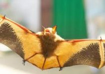 Golden Bat Night Trail – Get the Taste