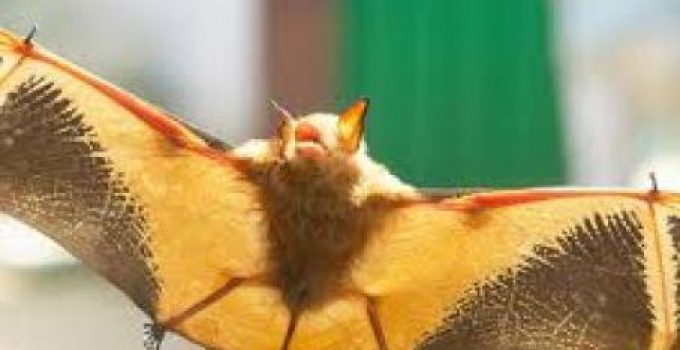Golden Bat Night Trail – Get the Taste